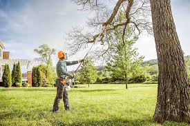 Best Tree Health Inspection  in Belvidere, IL